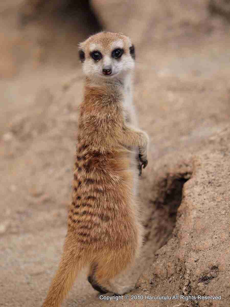 変な動物が好きな人！
