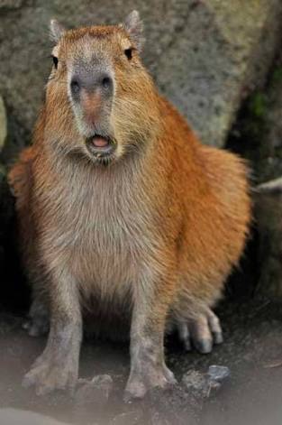変な動物が好きな人！