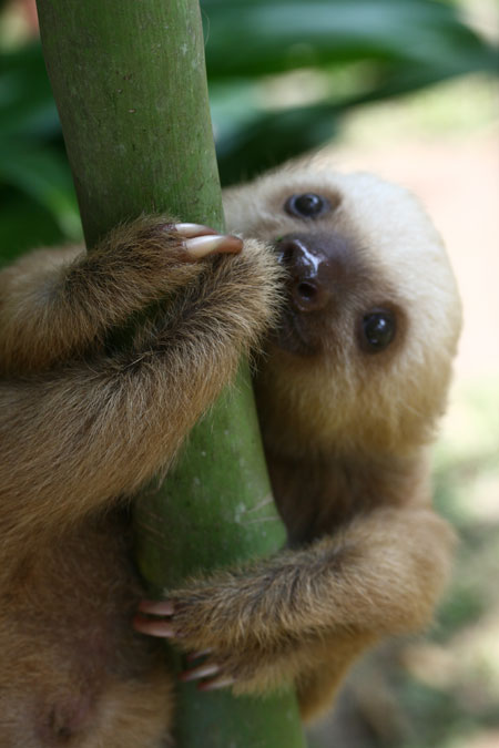 変な動物が好きな人！