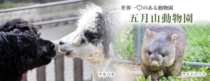 変な動物が好きな人！