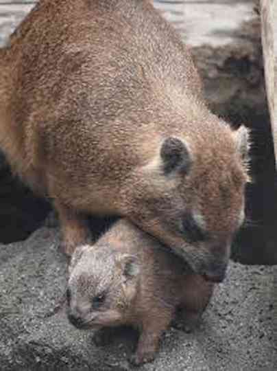 変な動物が好きな人！