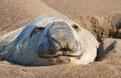 変な動物が好きな人！
