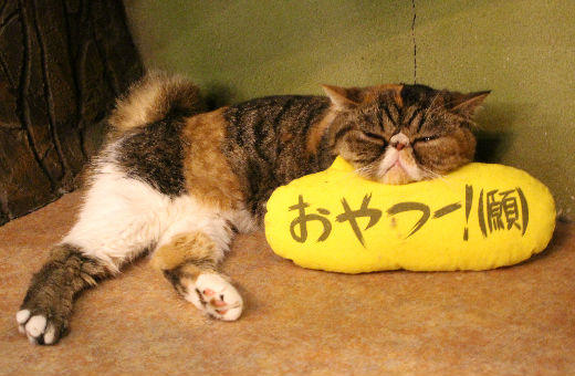 ネコ好きの理想の部屋