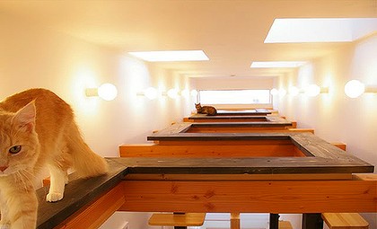 ネコ好きの理想の部屋