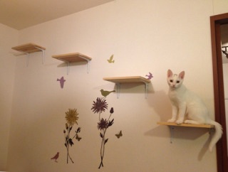 ネコ好きの理想の部屋
