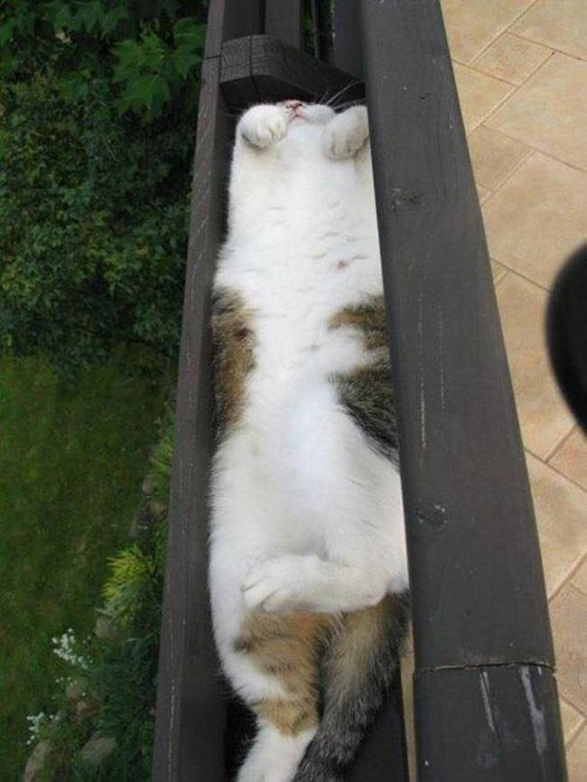 凄いところで寝てる猫の画像
