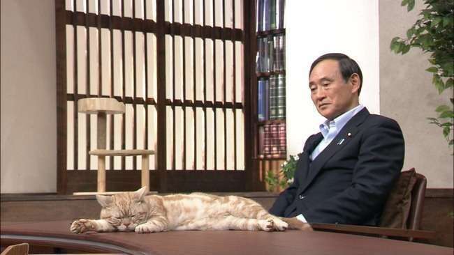 凄いところで寝てる猫の画像