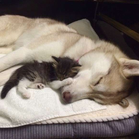 凄いところで寝てる猫の画像