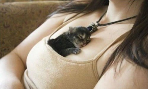 凄いところで寝てる猫の画像
