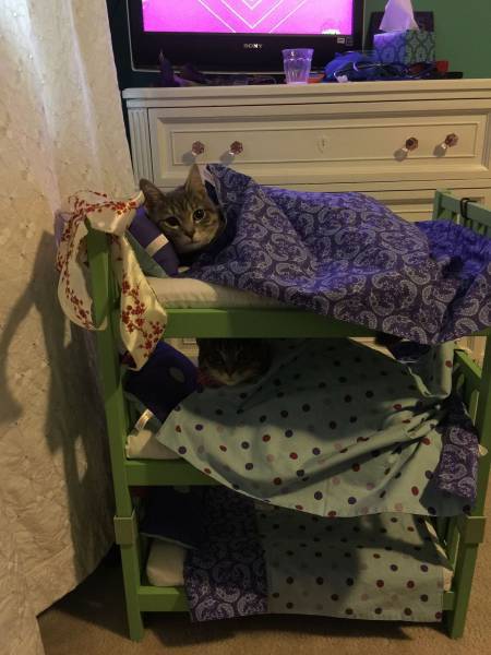 凄いところで寝てる猫の画像