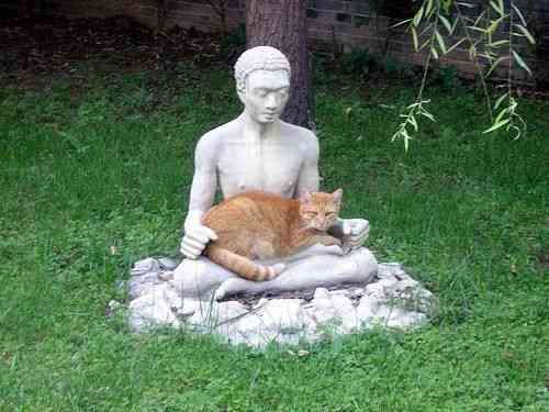 凄いところで寝てる猫の画像