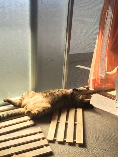 凄いところで寝てる猫の画像