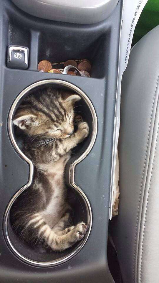 凄いところで寝てる猫の画像