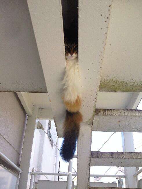 凄いところで寝てる猫の画像
