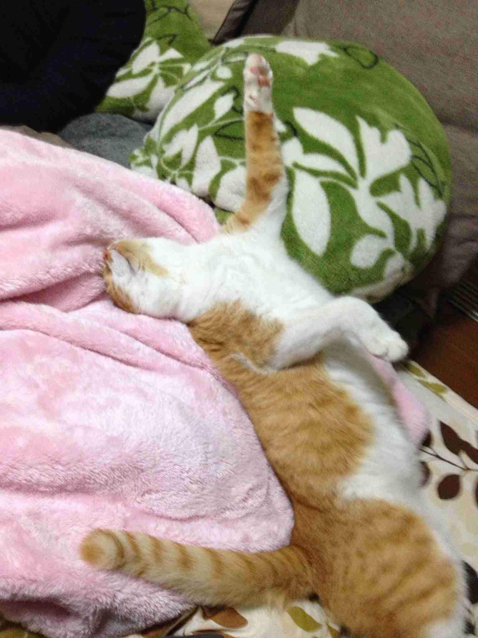 凄いところで寝てる猫の画像