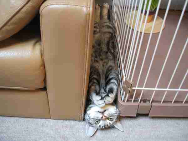 凄いところで寝てる猫の画像