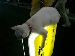 凄いところで寝てる猫の画像