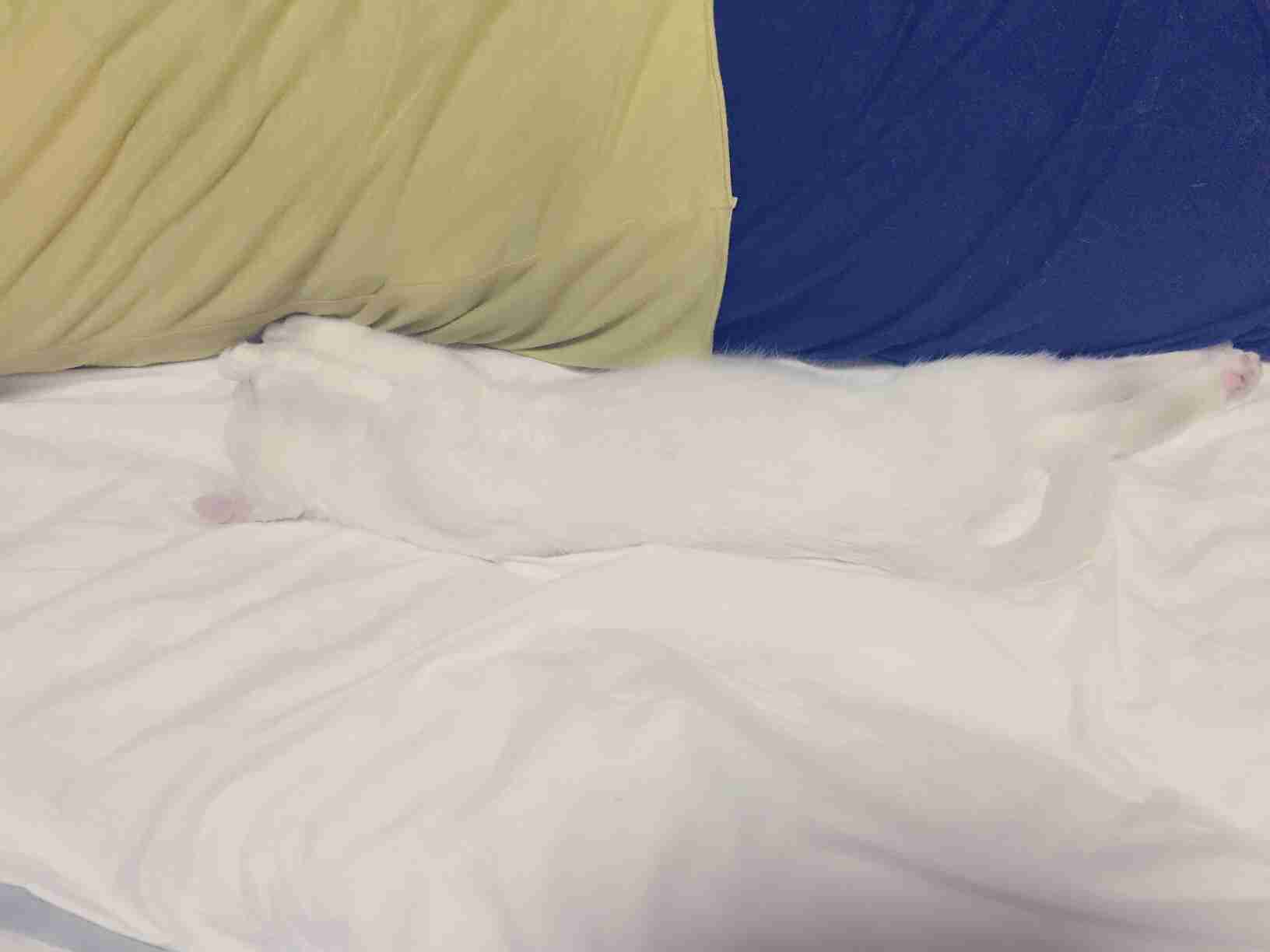 凄いところで寝てる猫の画像