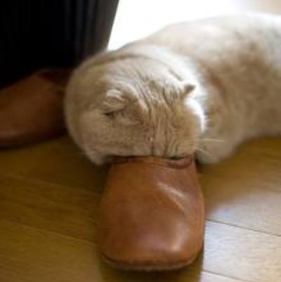 凄いところで寝てる猫の画像