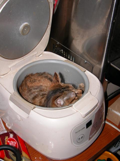 凄いところで寝てる猫の画像