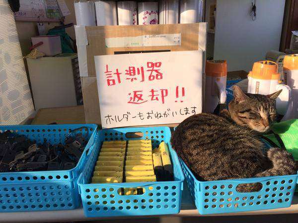 凄いところで寝てる猫の画像