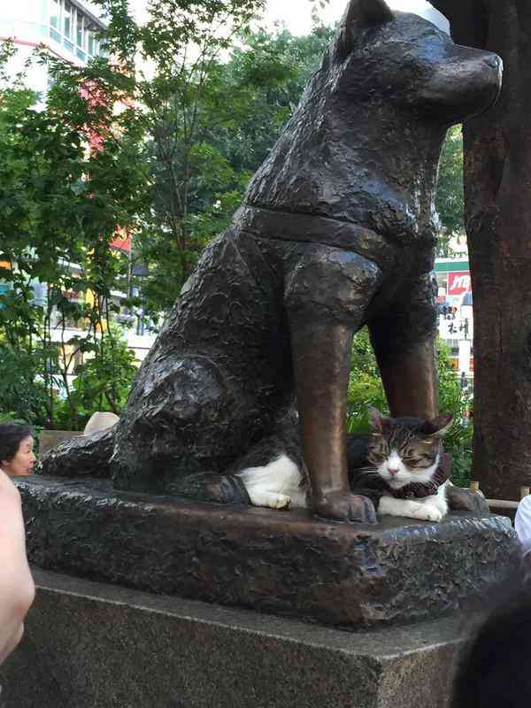 凄いところで寝てる猫の画像