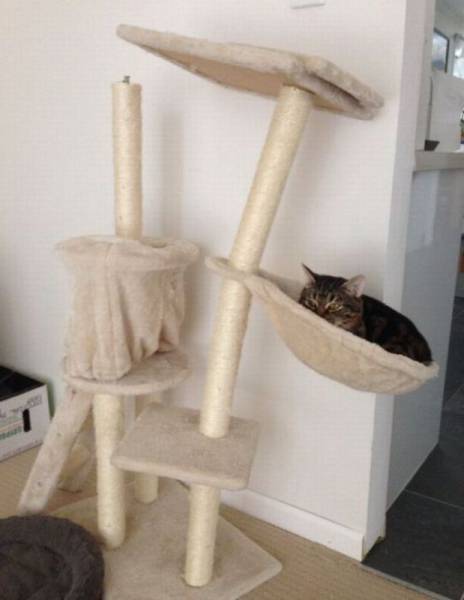 凄いところで寝てる猫の画像
