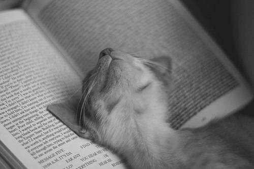 凄いところで寝てる猫の画像