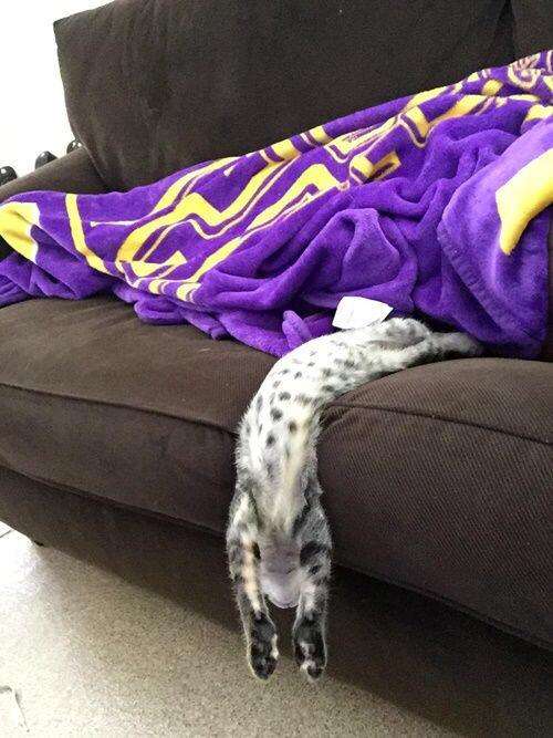 凄いところで寝てる猫の画像