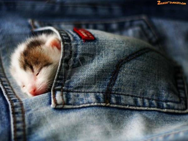 凄いところで寝てる猫の画像