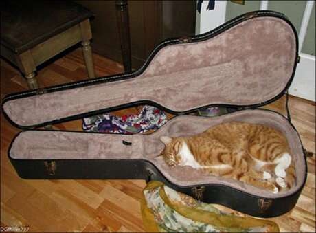 凄いところで寝てる猫の画像