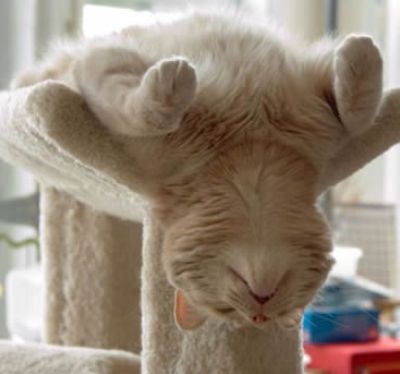 凄いところで寝てる猫の画像