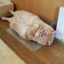 凄いところで寝てる猫の画像