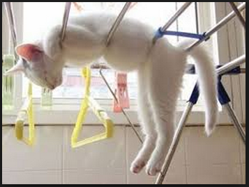 凄いところで寝てる猫の画像