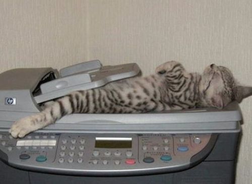 凄いところで寝てる猫の画像
