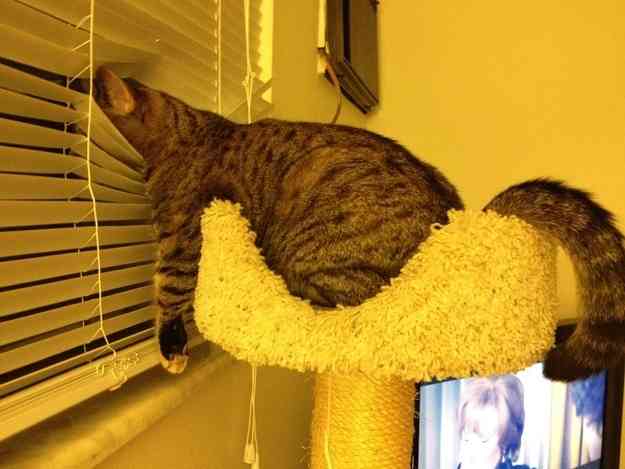 凄いところで寝てる猫の画像