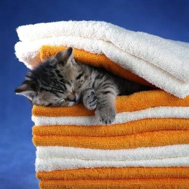 凄いところで寝てる猫の画像
