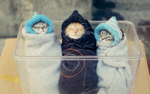 凄いところで寝てる猫の画像
