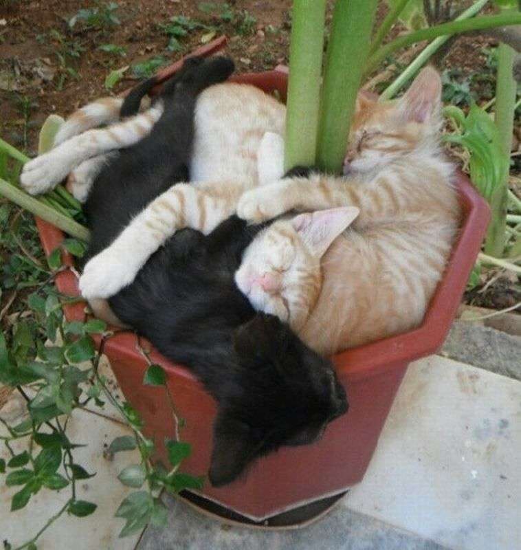 凄いところで寝てる猫の画像