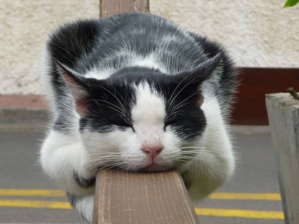 凄いところで寝てる猫の画像