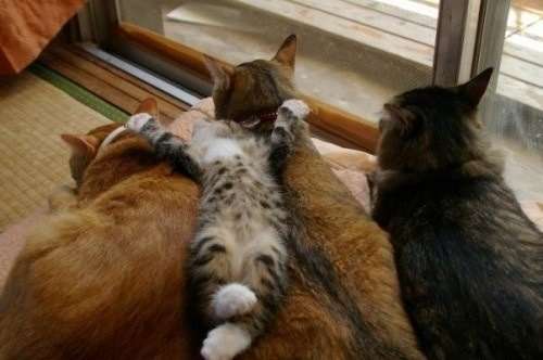 凄いところで寝てる猫の画像