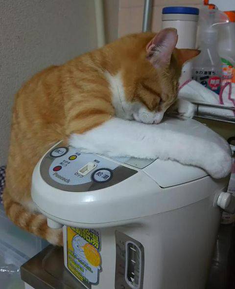 凄いところで寝てる猫の画像