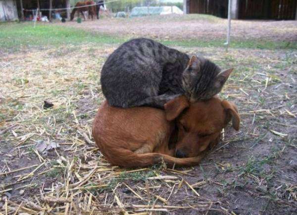 凄いところで寝てる猫の画像