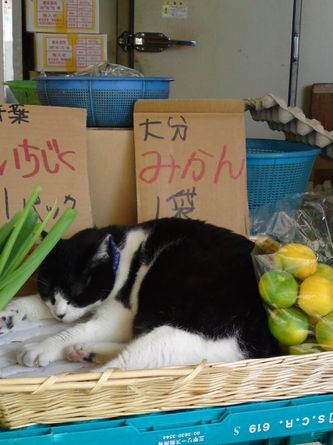 凄いところで寝てる猫の画像