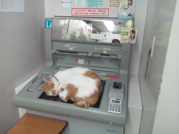 凄いところで寝てる猫の画像