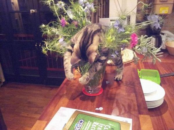 凄いところで寝てる猫の画像