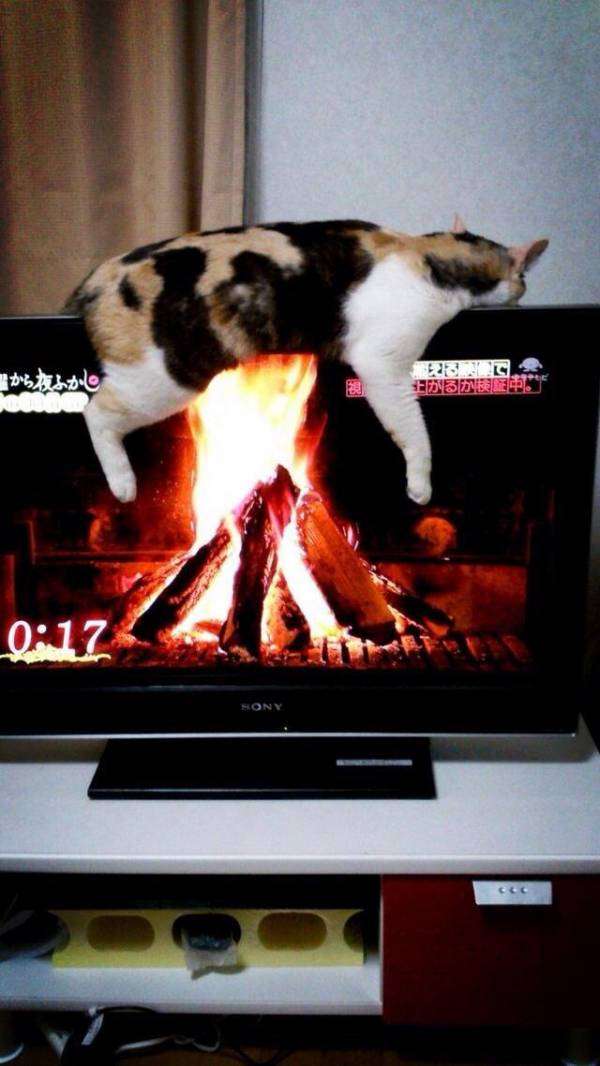 凄いところで寝てる猫の画像