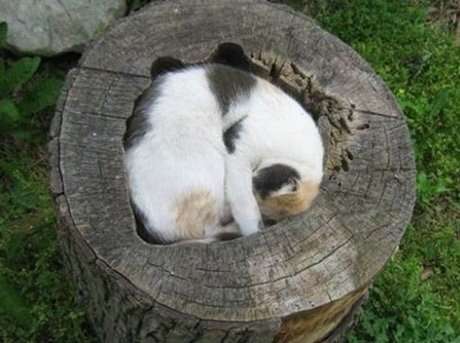凄いところで寝てる猫の画像