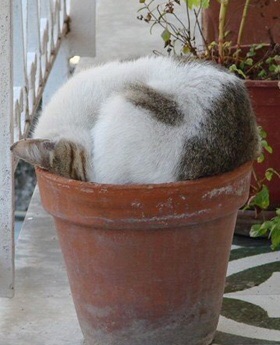 凄いところで寝てる猫の画像