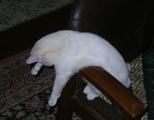 凄いところで寝てる猫の画像